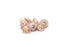 trochus strawberry pink seashells for sale